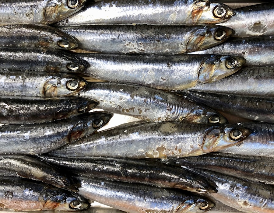 Freshly landed small pelagic fish ready for processing