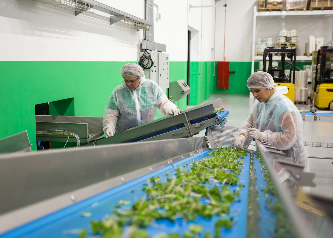 Plant technicians grading produce on a processing line